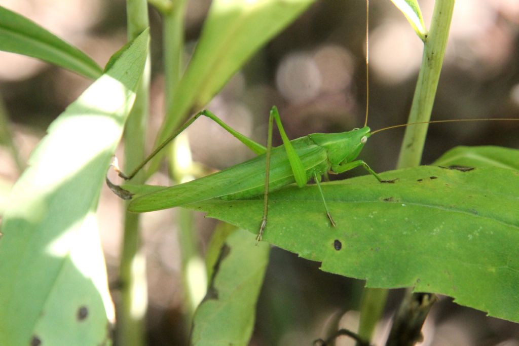 Ruspolia nitidula?